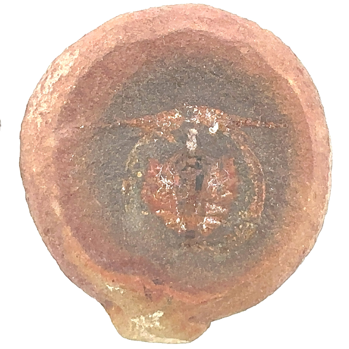 Cyclus americanus
