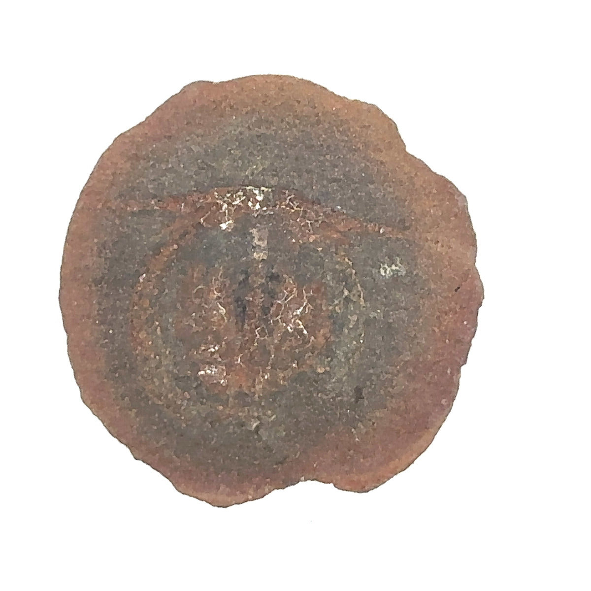 Cyclus americanus