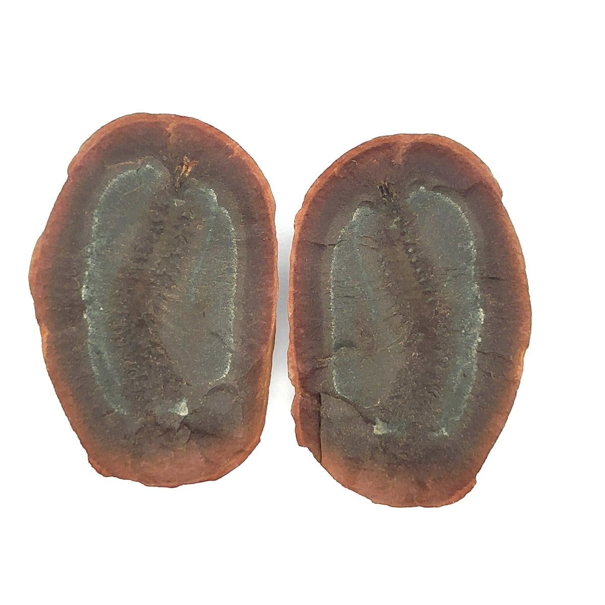 Marine Worms – main view