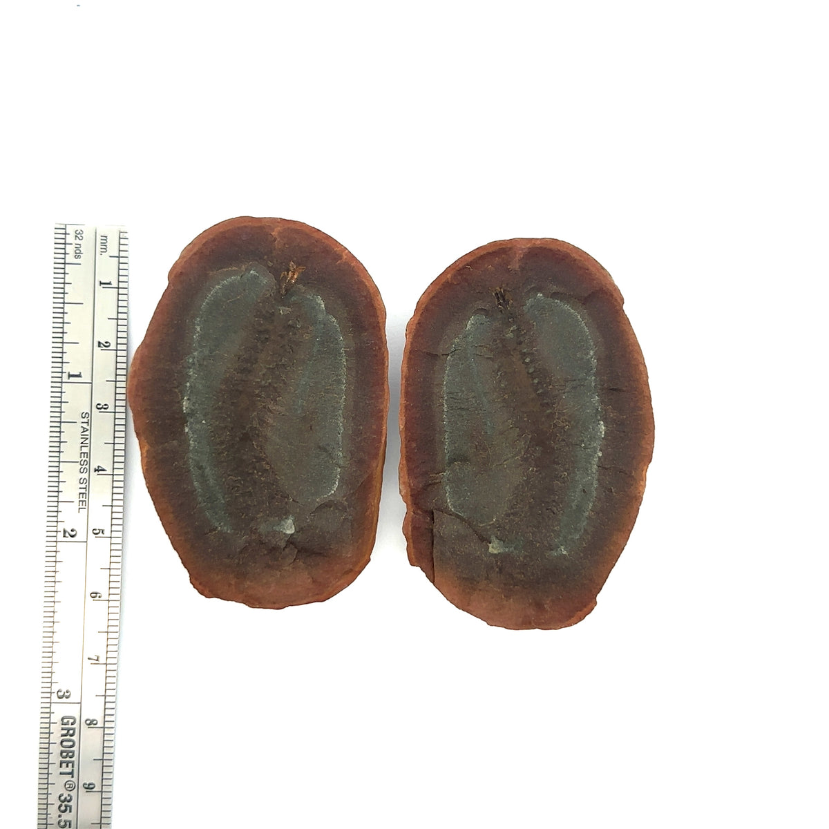 Marine Worms – front view