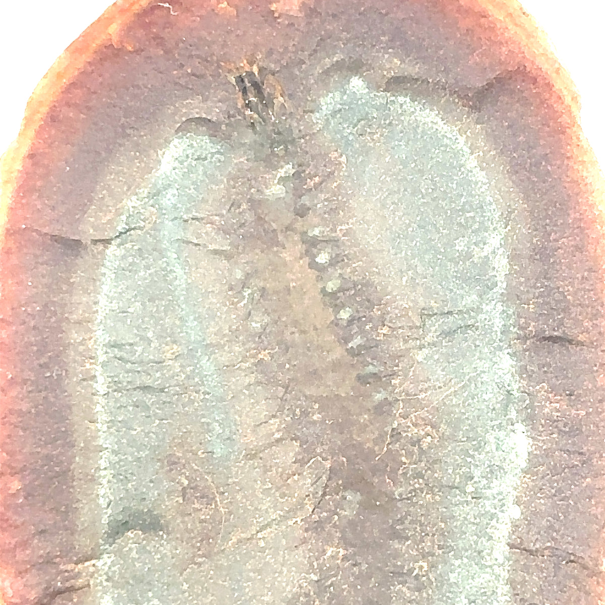 Marine Worms – detail view