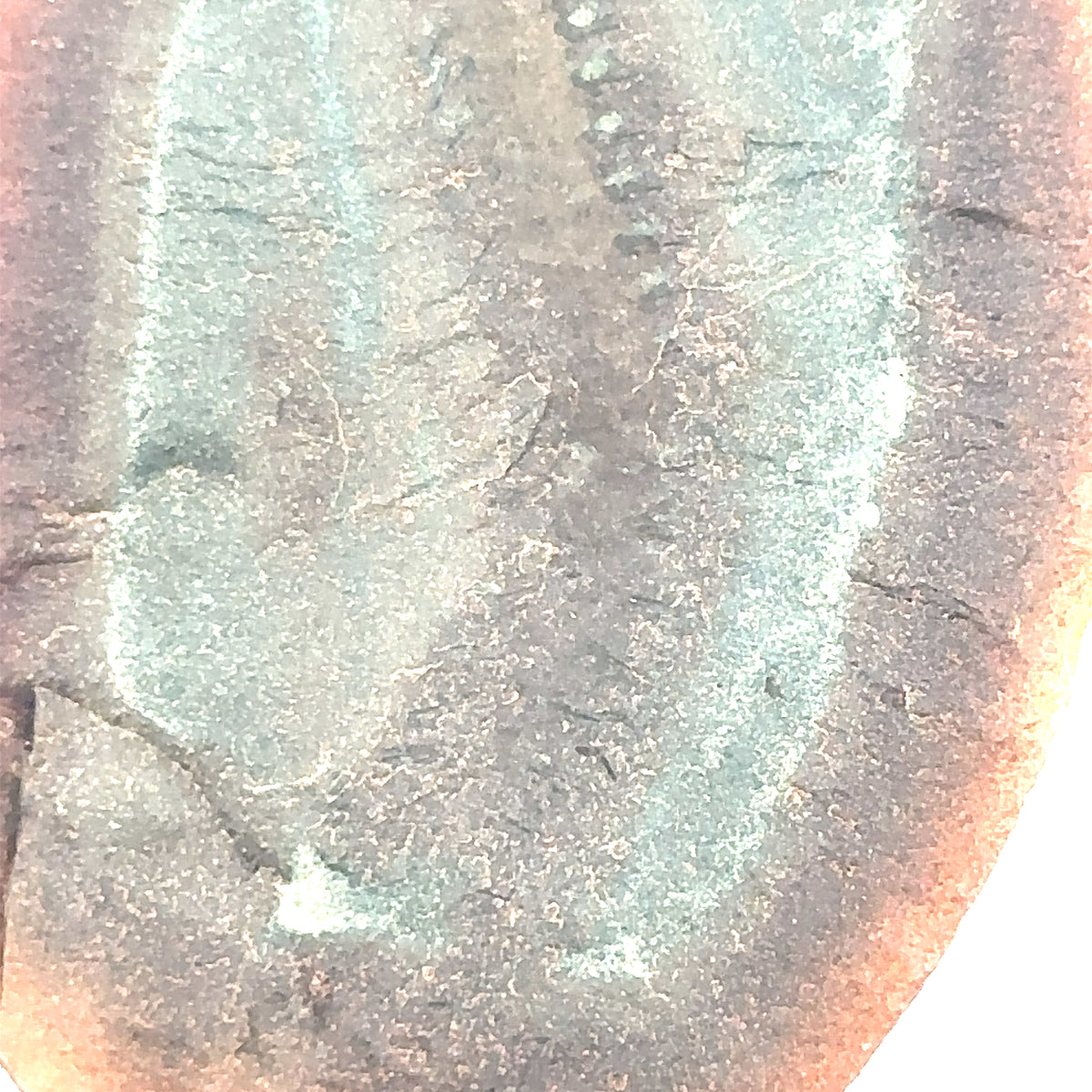 Marine Worms – top view