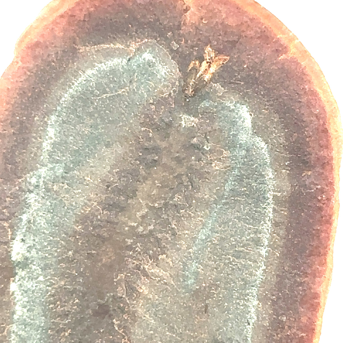 Marine Worms – side view
