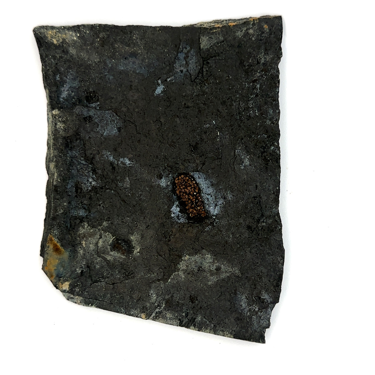 Linton cannel coal amphibian egg cluster – main view