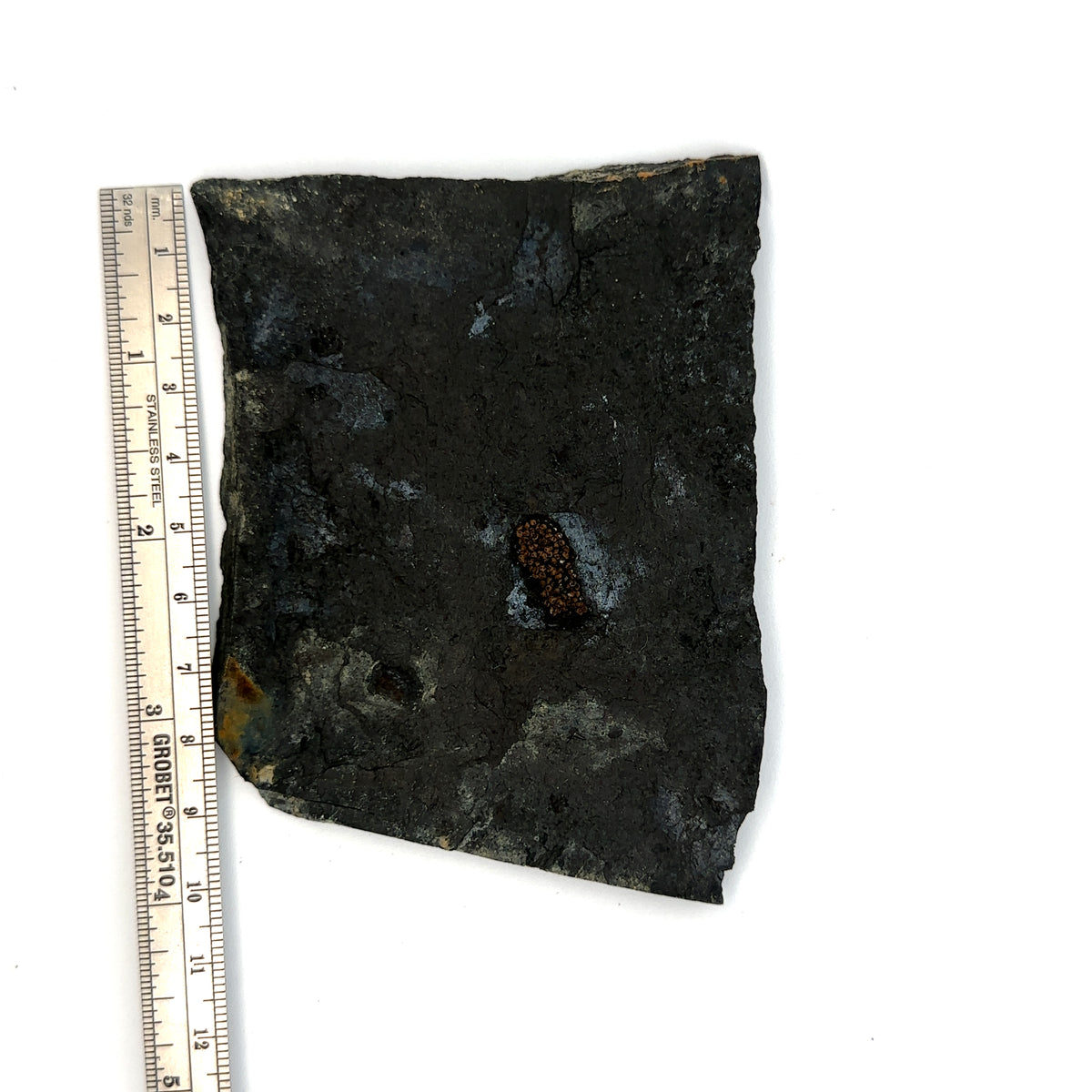 Linton cannel coal amphibian egg cluster – side view