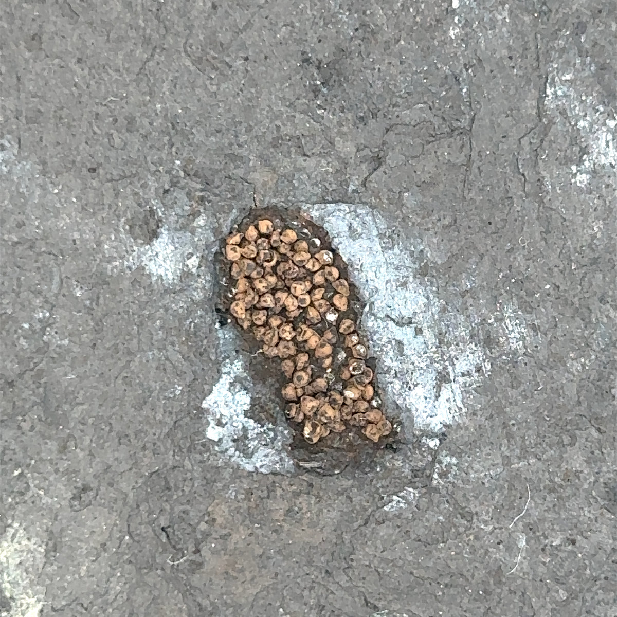 Linton cannel coal amphibian egg cluster – detail view
