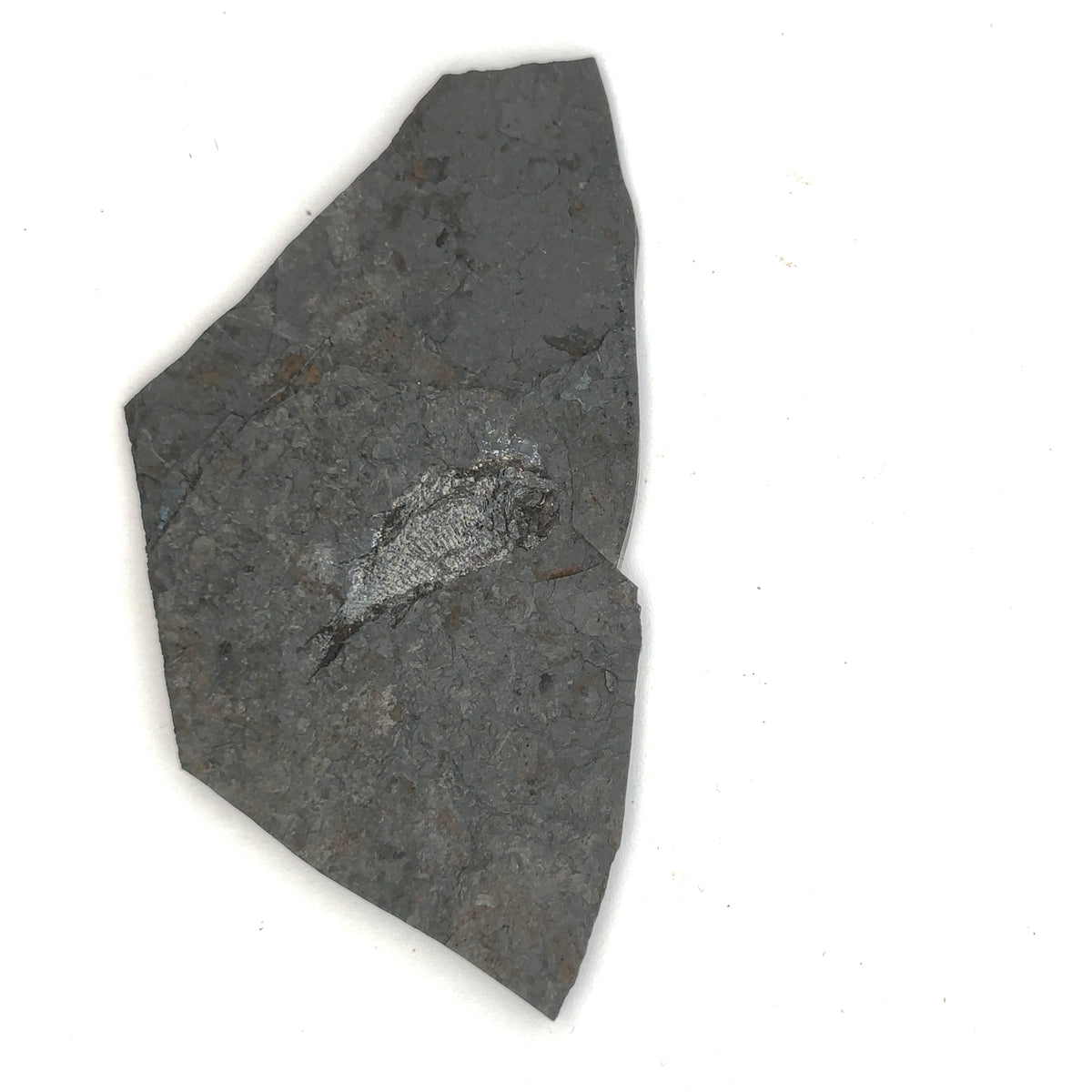 Linton cannel coal fossil Fish – main view