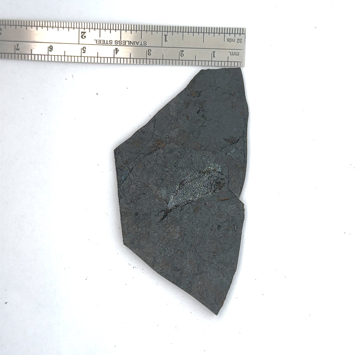 Linton cannel coal fossil Fish – top view