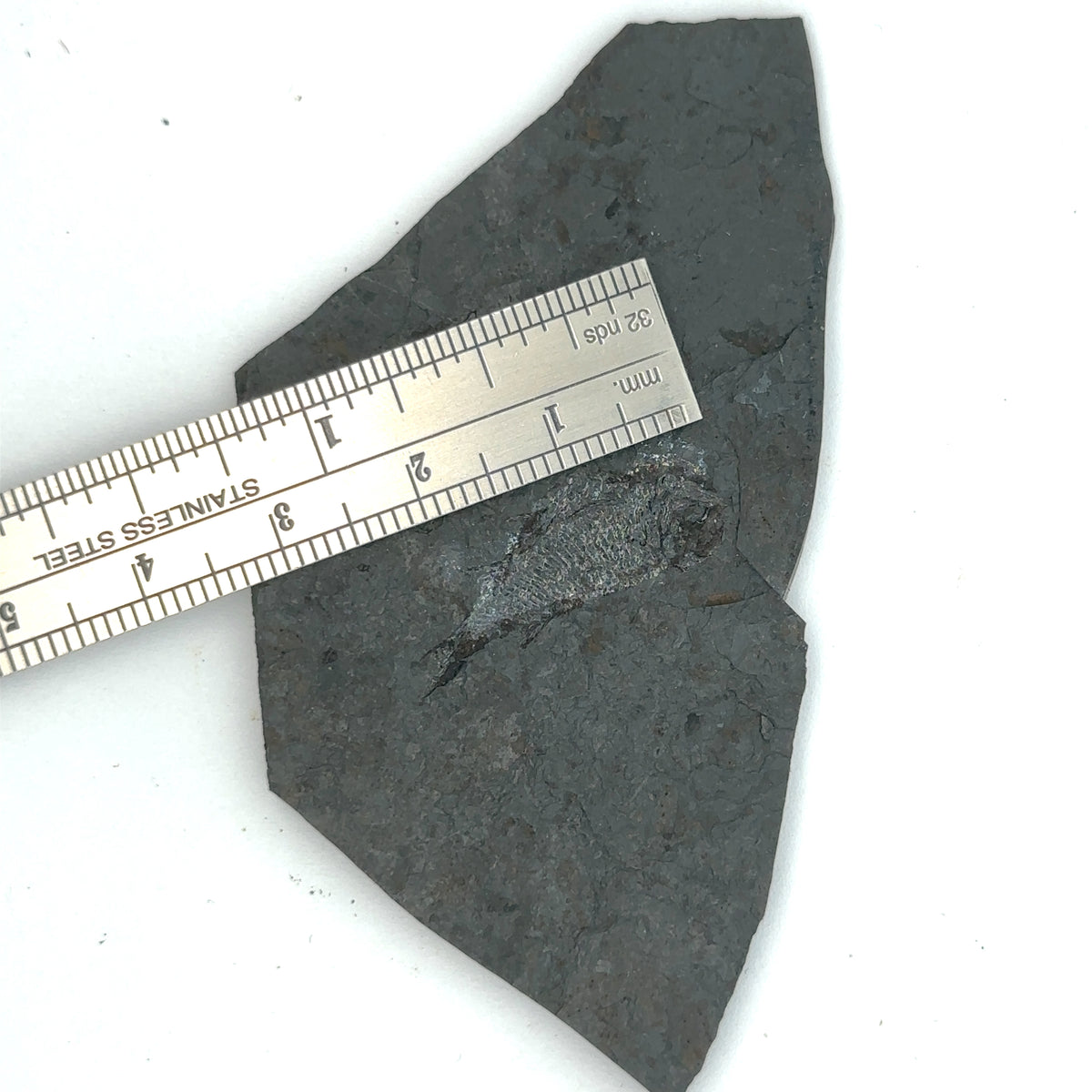 Linton cannel coal fossil Fish – detail view