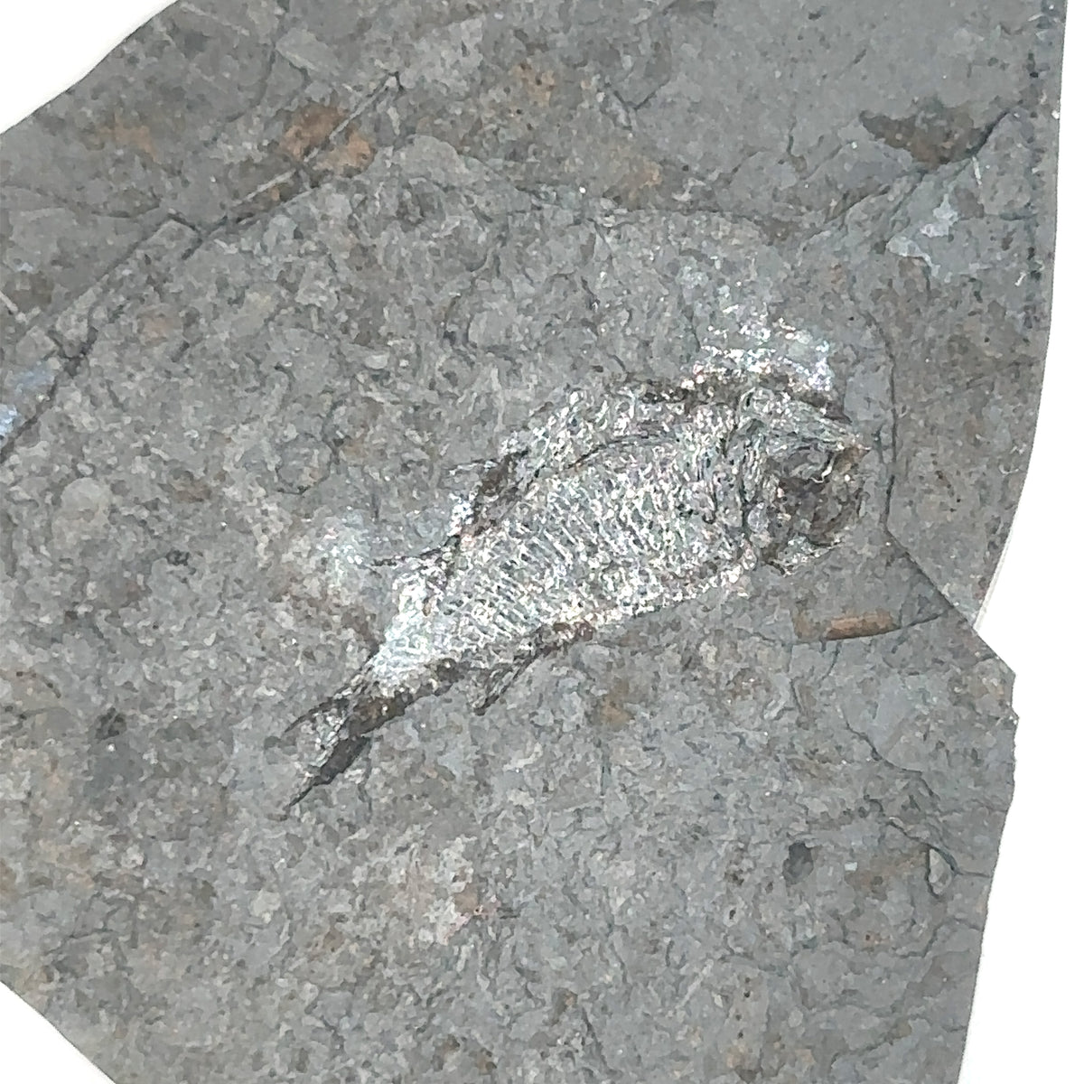 Linton cannel coal fossil Fish – top view