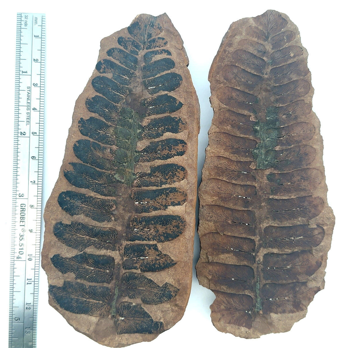 Neuropteris sp – front view