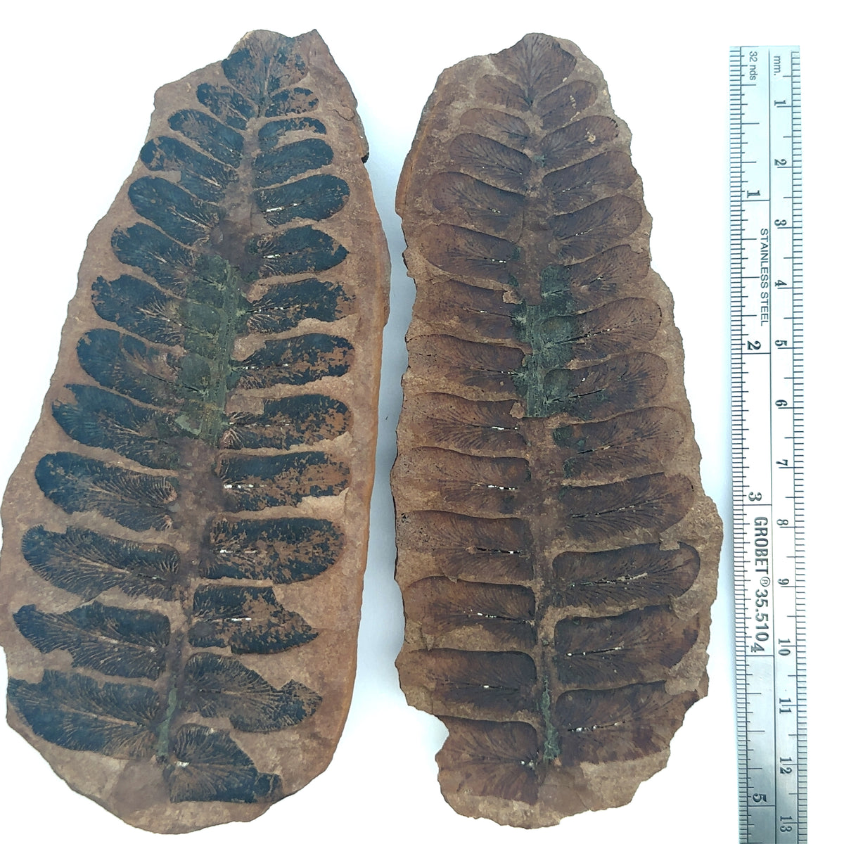 Neuropteris sp – top view