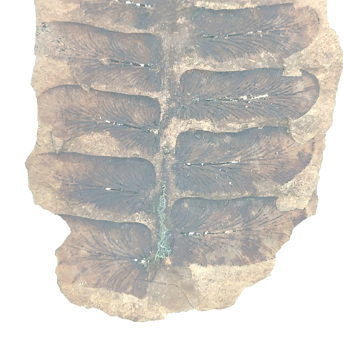 Neuropteris sp – bottom view