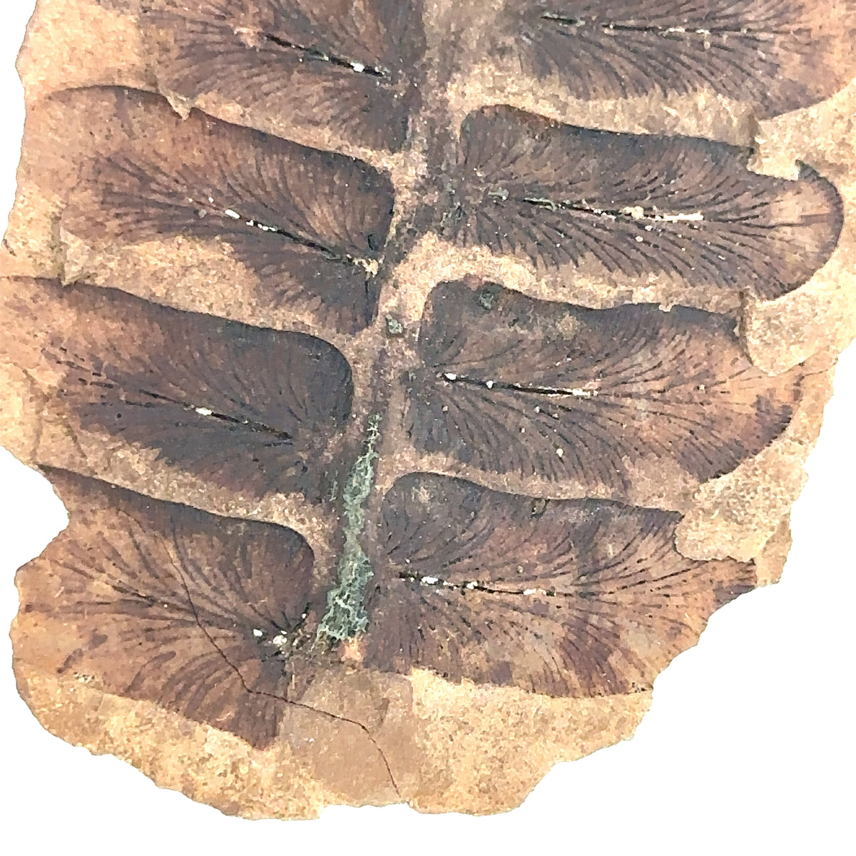 Neuropteris sp – side view