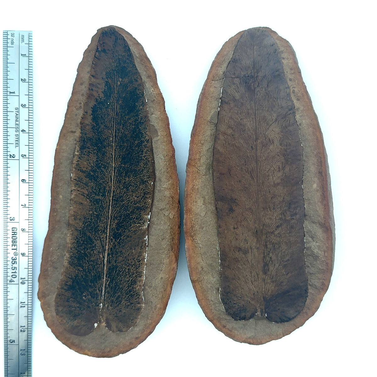 Neuropteris Scheuchzeri – front view