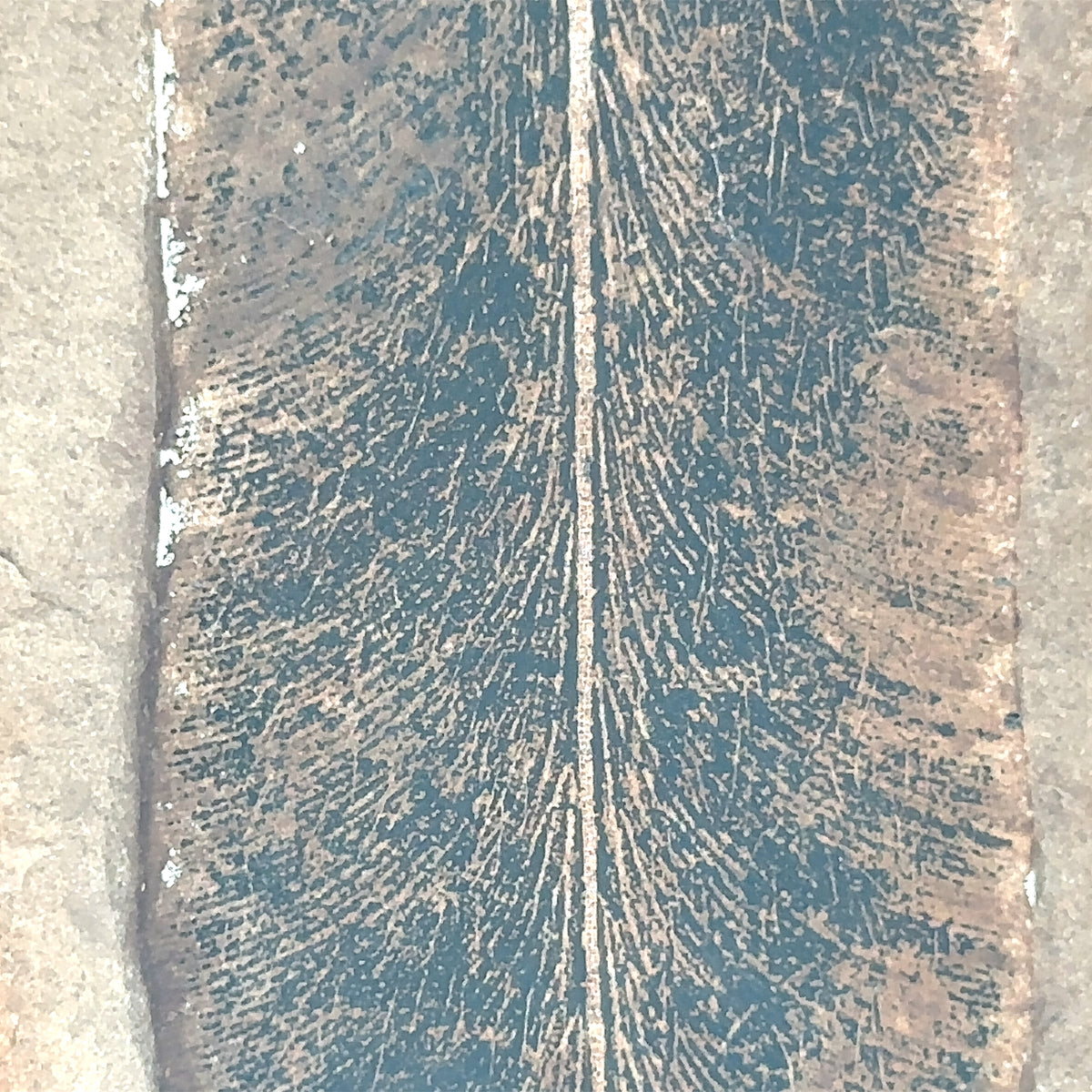 Neuropteris Scheuchzeri – top view