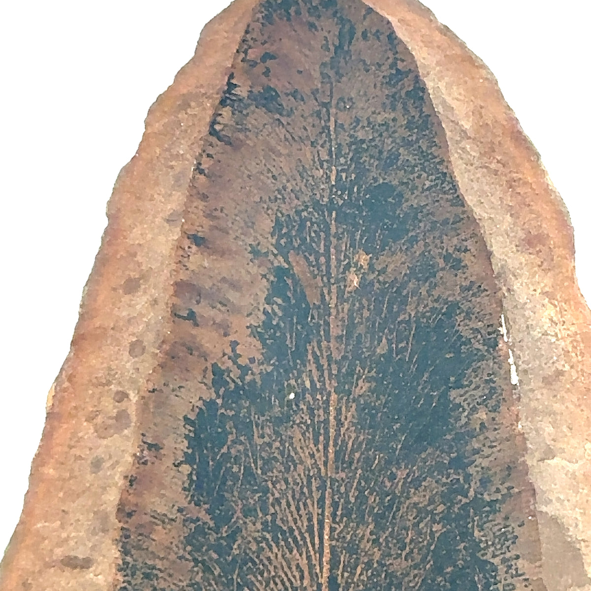Neuropteris Scheuchzeri – side view