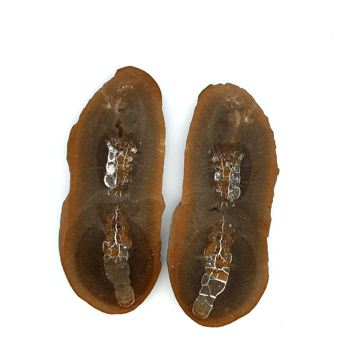 Sea Cucumber – main view