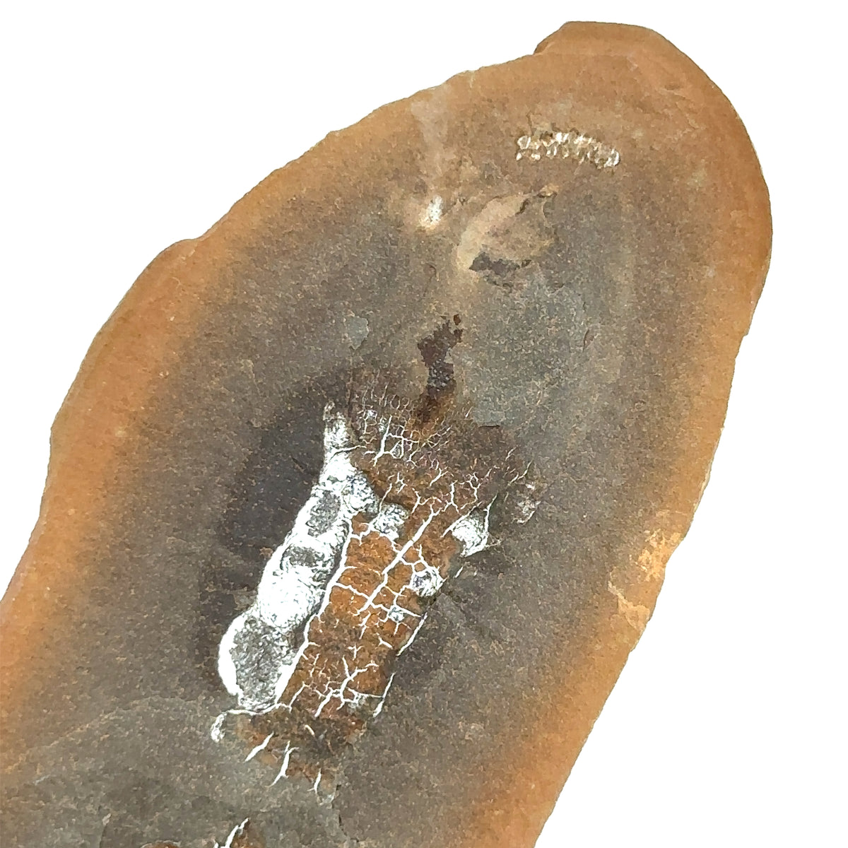 Sea Cucumber – top view