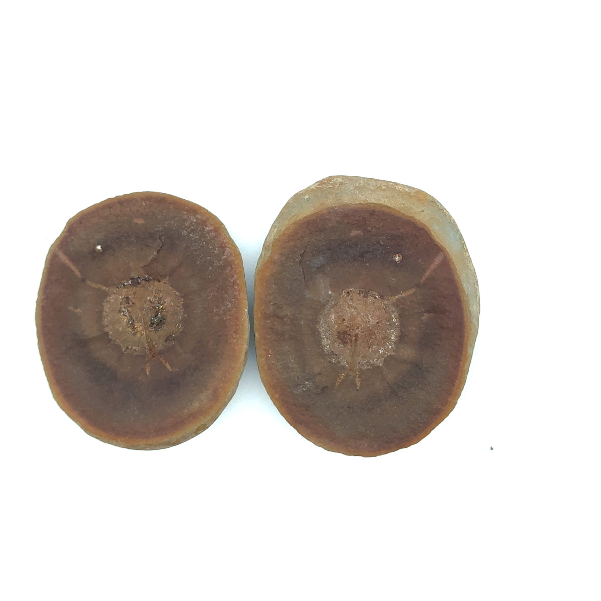 Cyclus americanus fossil – main view