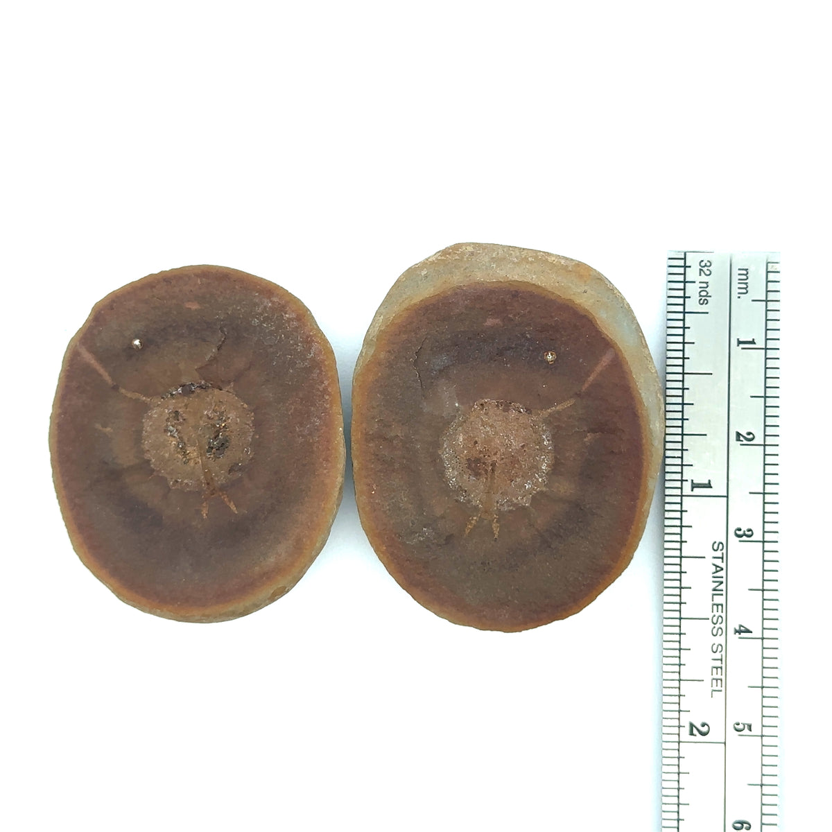 Cyclus americanus fossil – front view