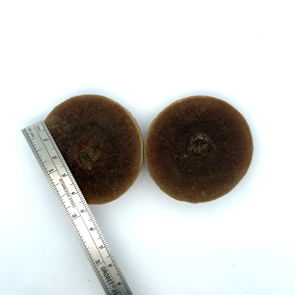 Horseshoe crab – front view