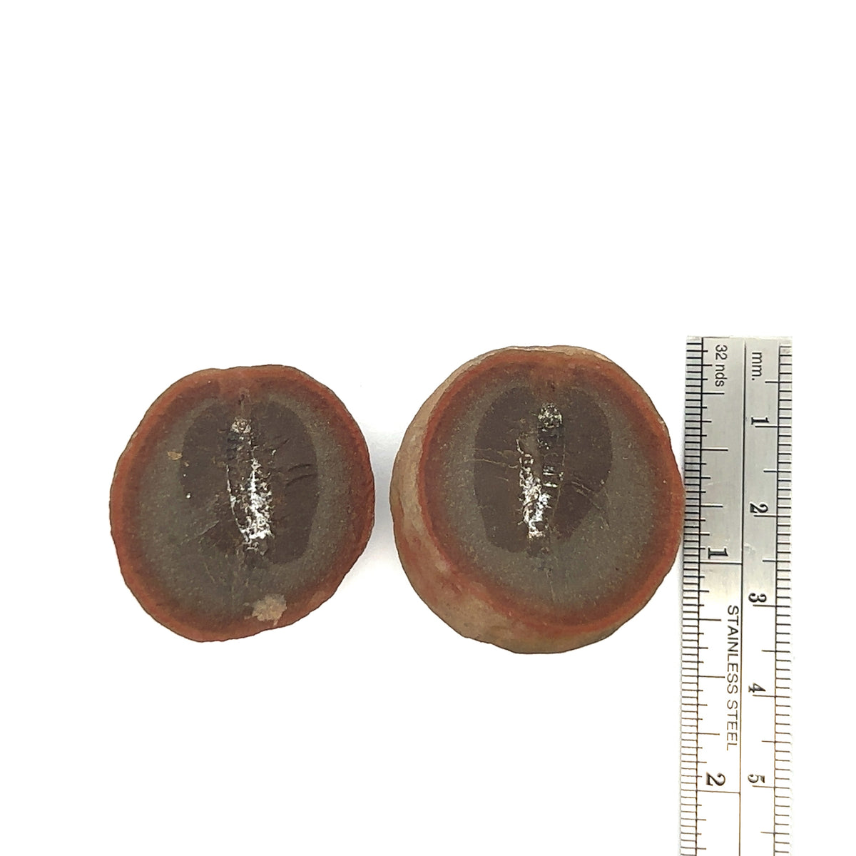Marine Worms – front view