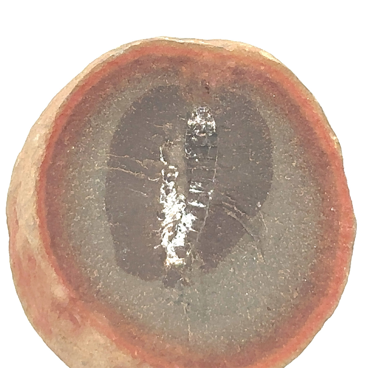 Marine Worms – detail view