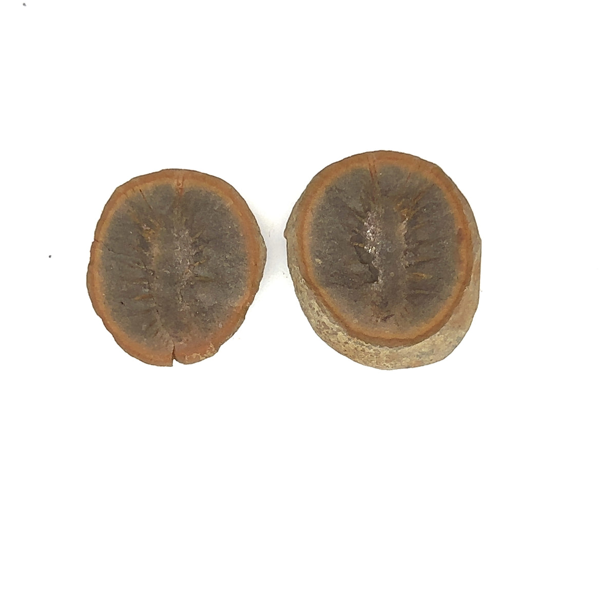 Marine Worms – main view