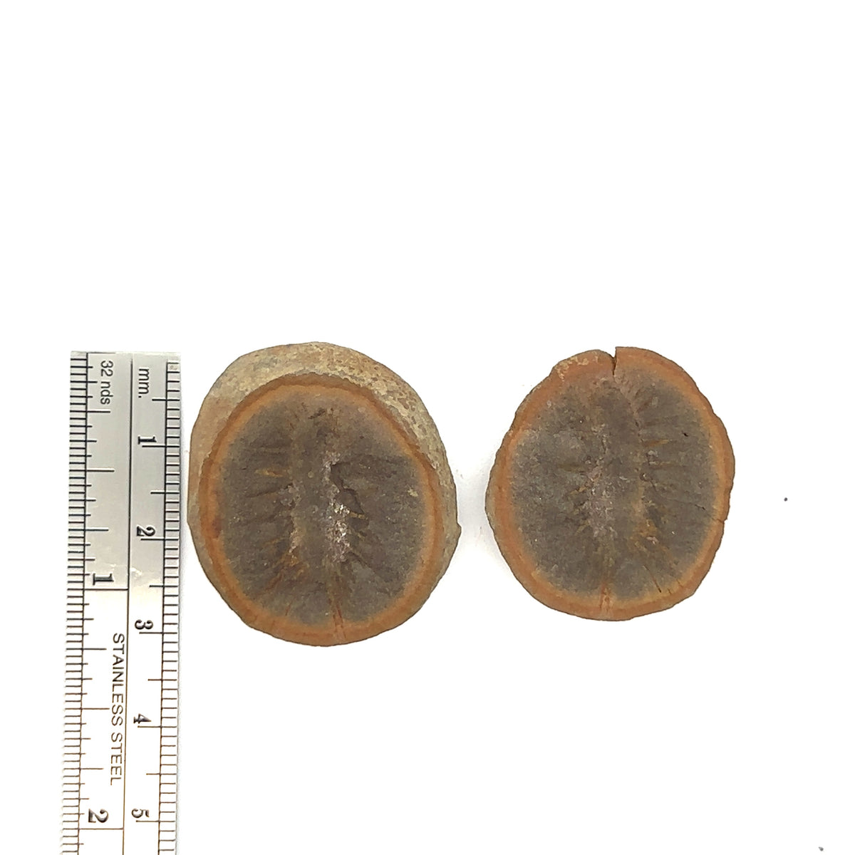 Marine Worms – front view