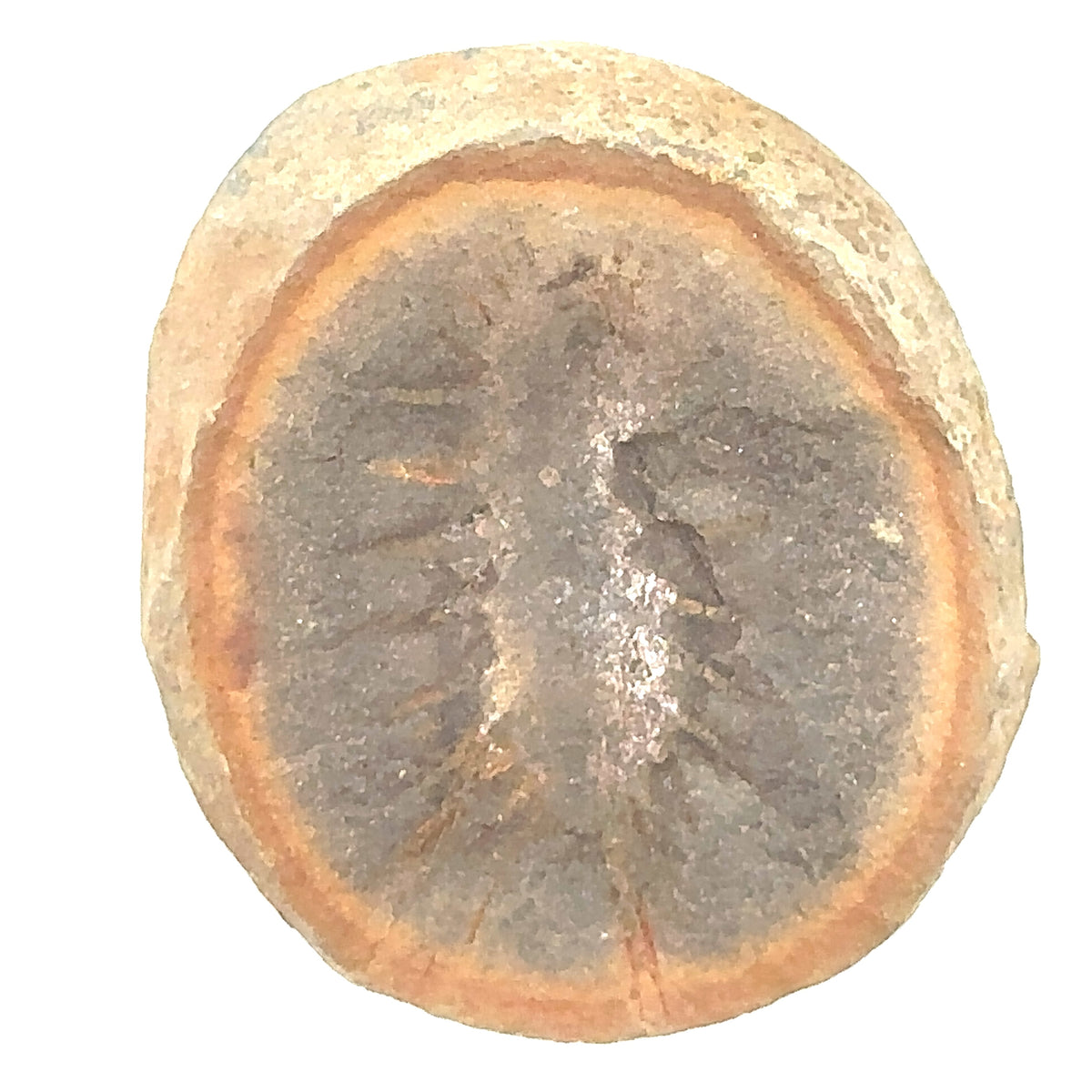 Marine Worms – top view