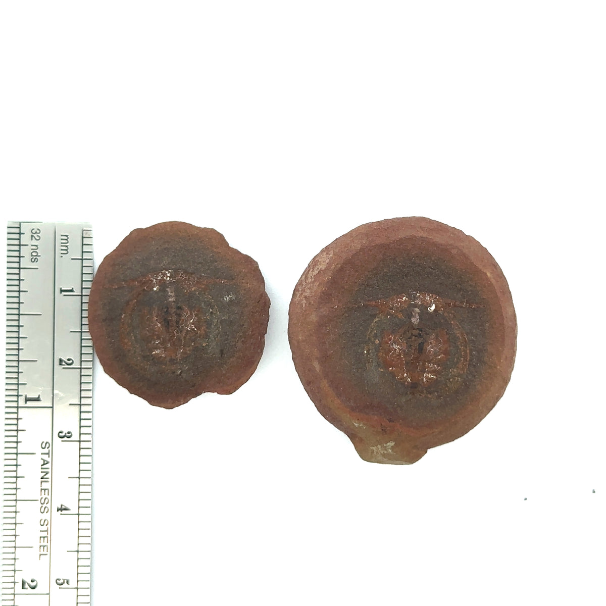 Cyclus americanus