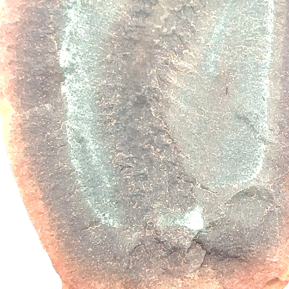 Marine Worms – back view