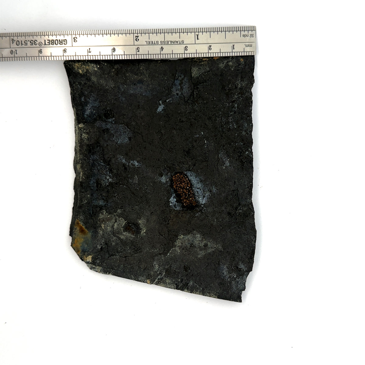 Linton cannel coal amphibian egg cluster – front view