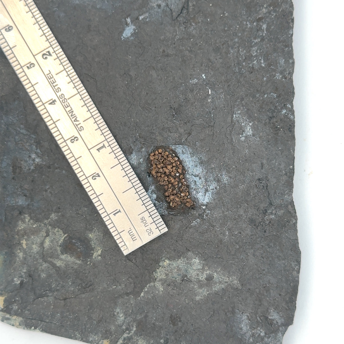 Linton cannel coal amphibian egg cluster – top view