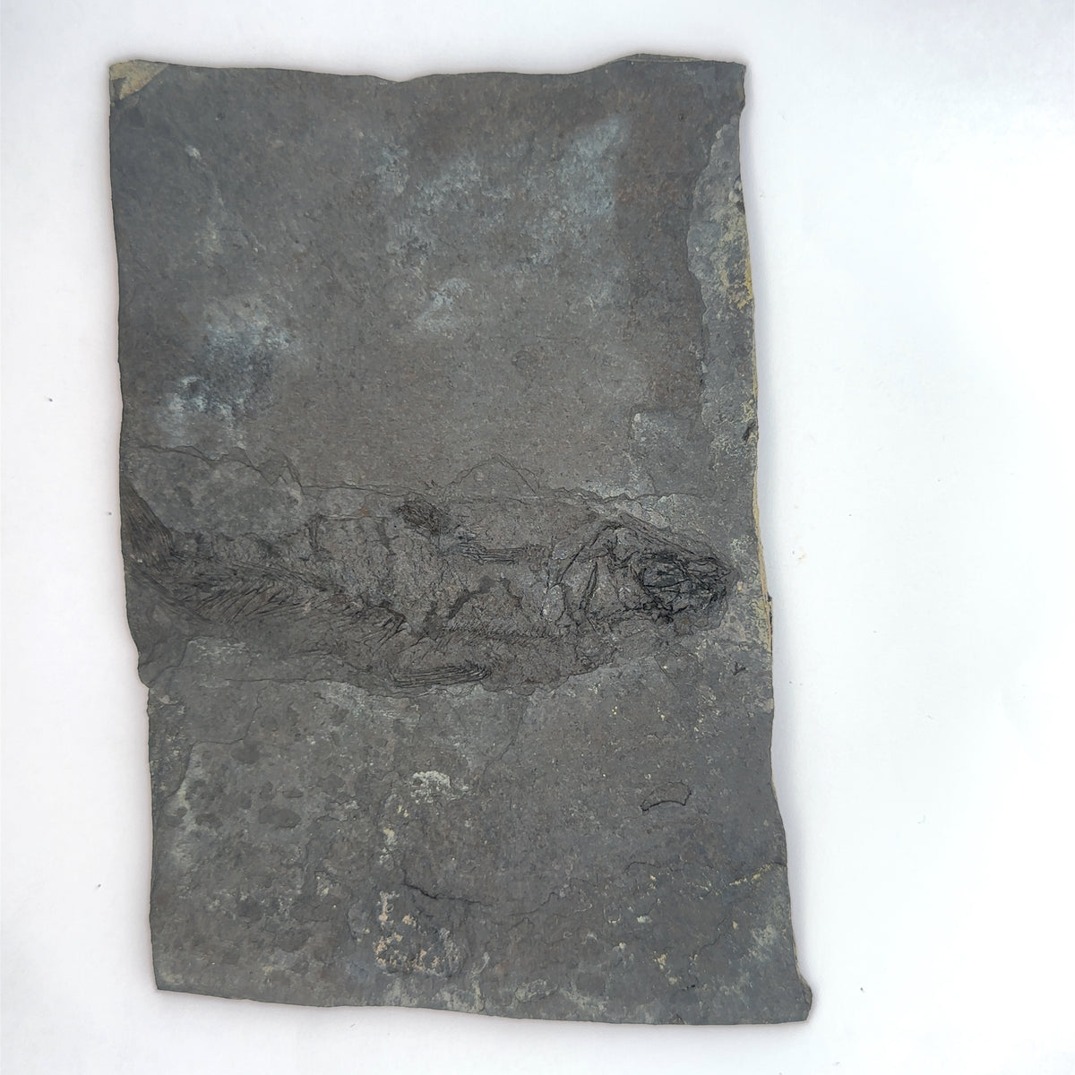 Linton cannel coal fossil Fish – main view