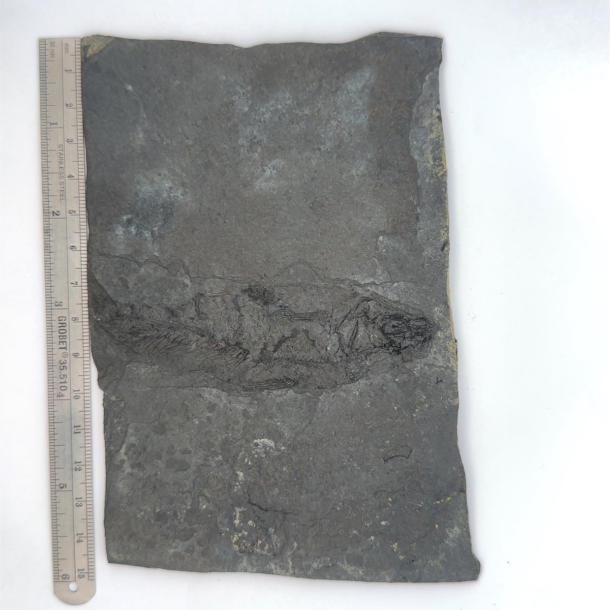 Linton cannel coal fossil Fish – front view
