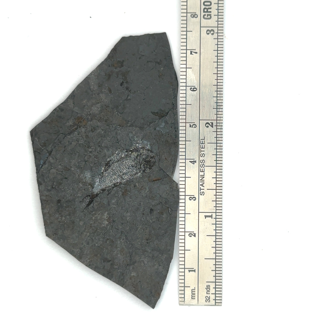 Linton cannel coal fossil Fish – front view