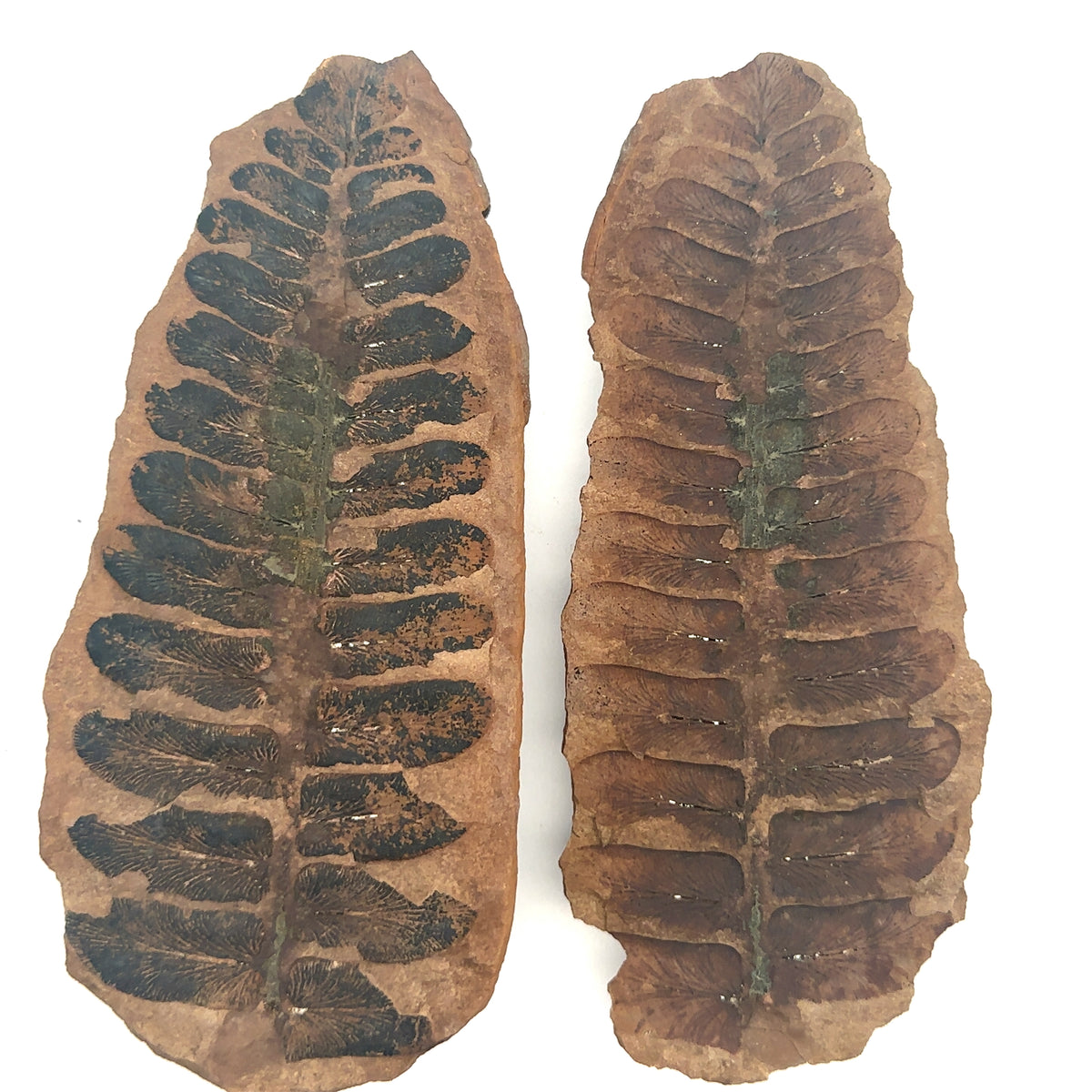 Neuropteris sp – main view