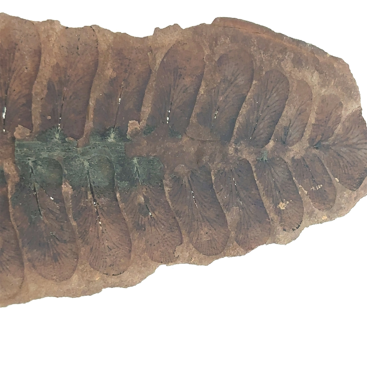 Neuropteris sp – detail view