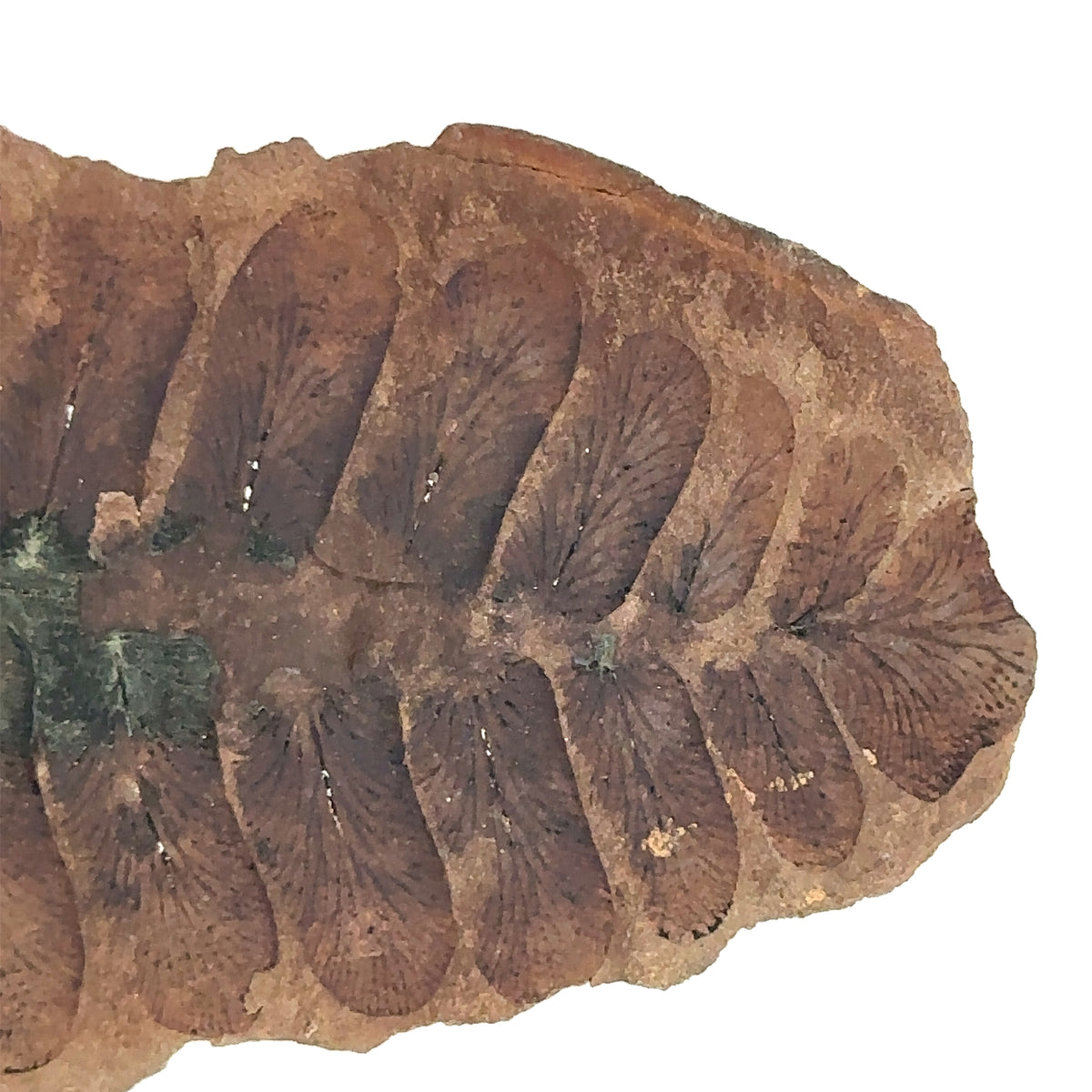 Neuropteris sp – back view