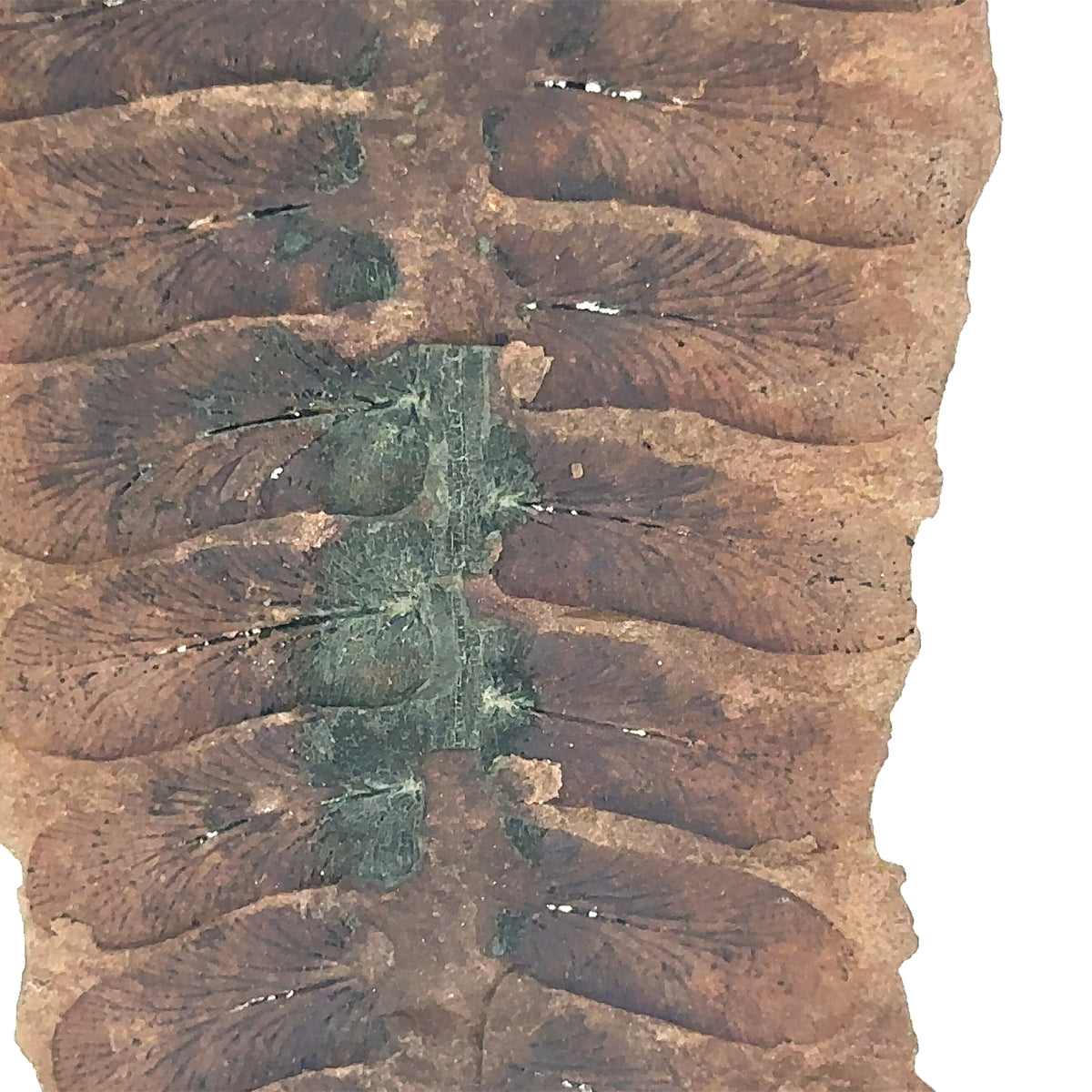 Neuropteris sp – top view