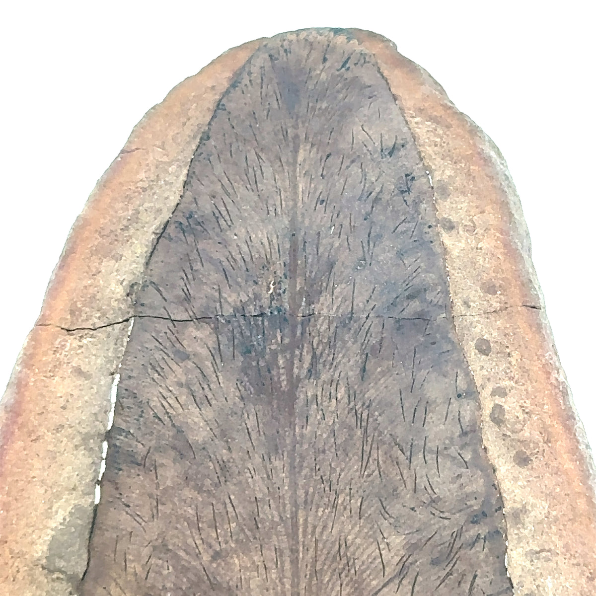 Neuropteris Scheuchzeri – detail view