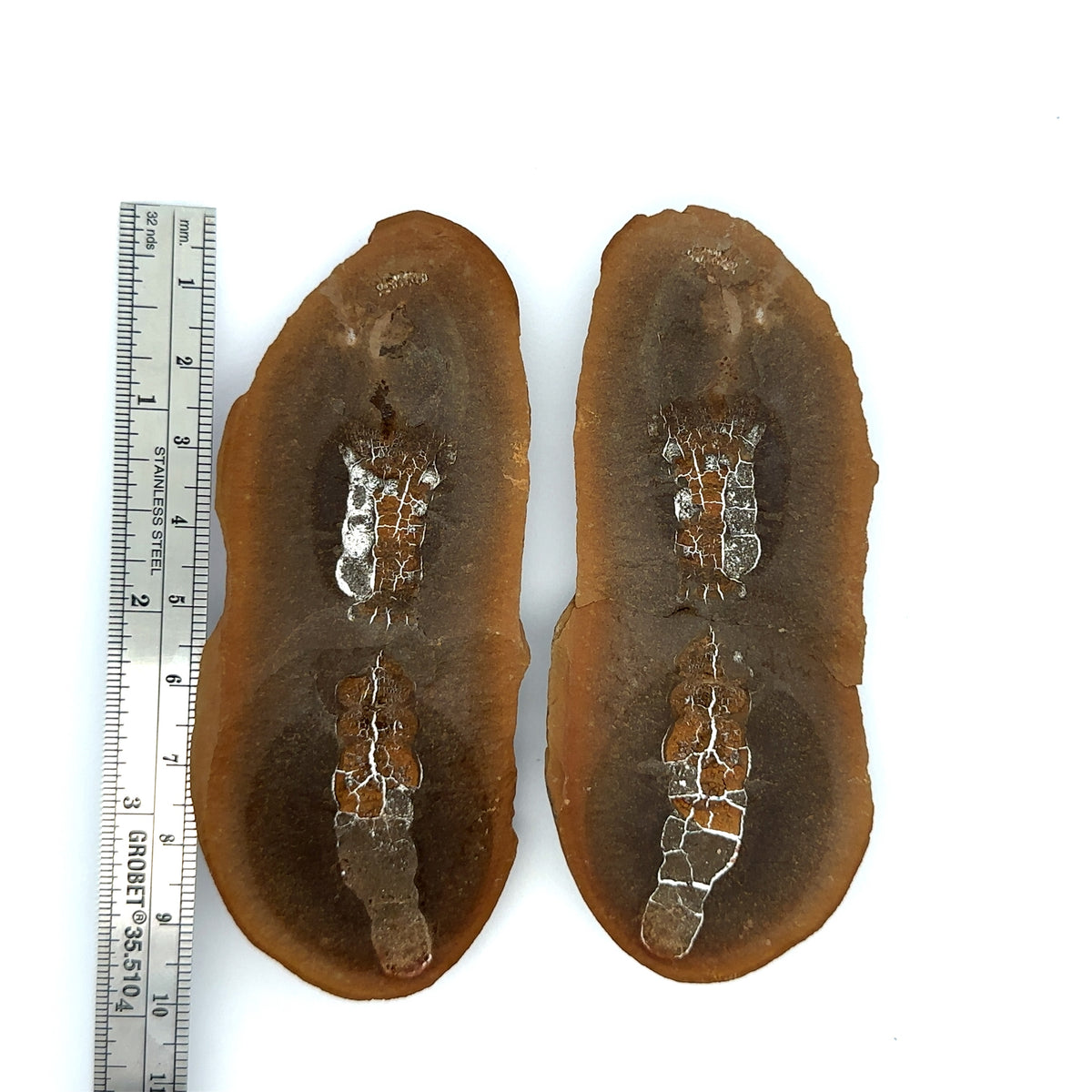 Sea Cucumber – front view