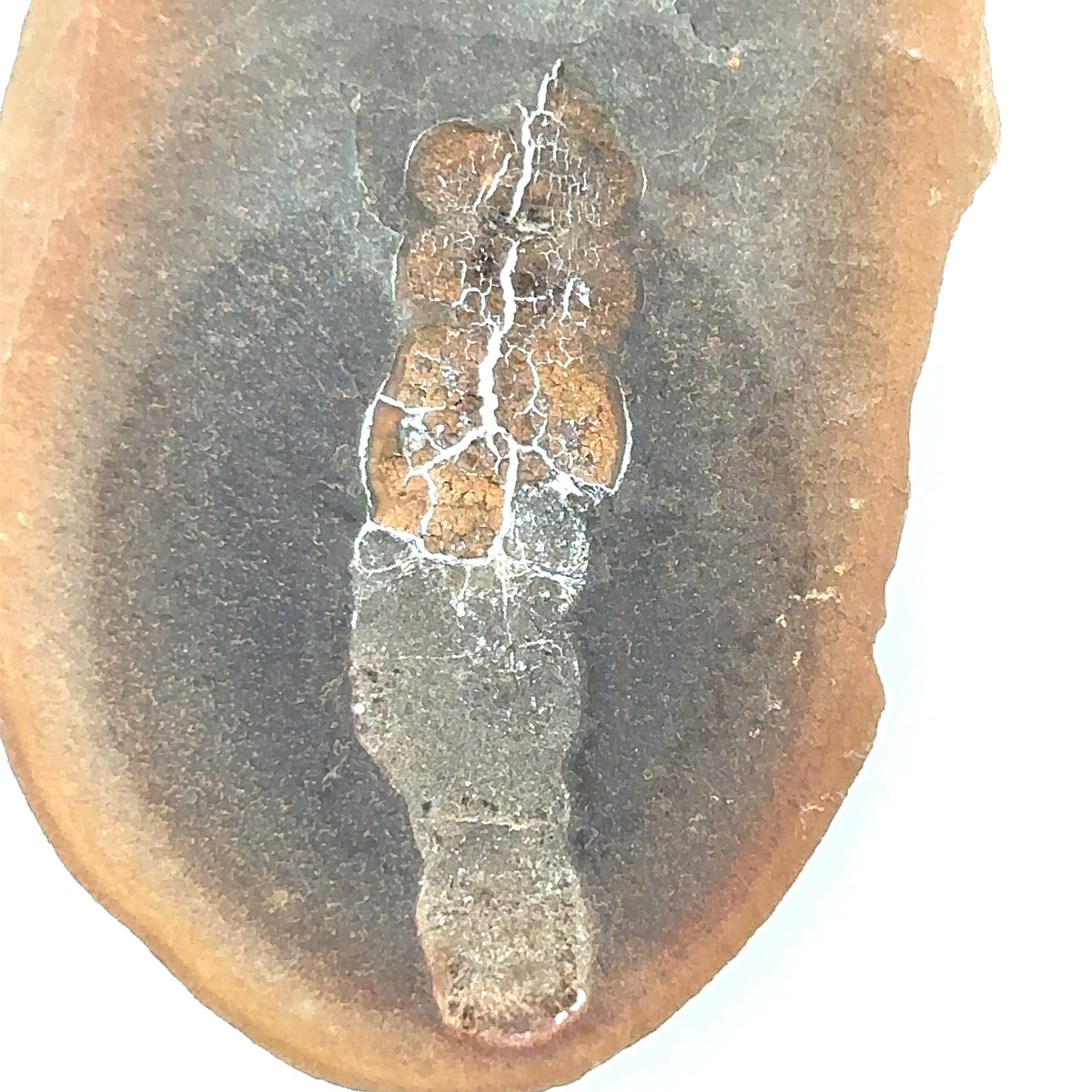 Sea Cucumber – detail view