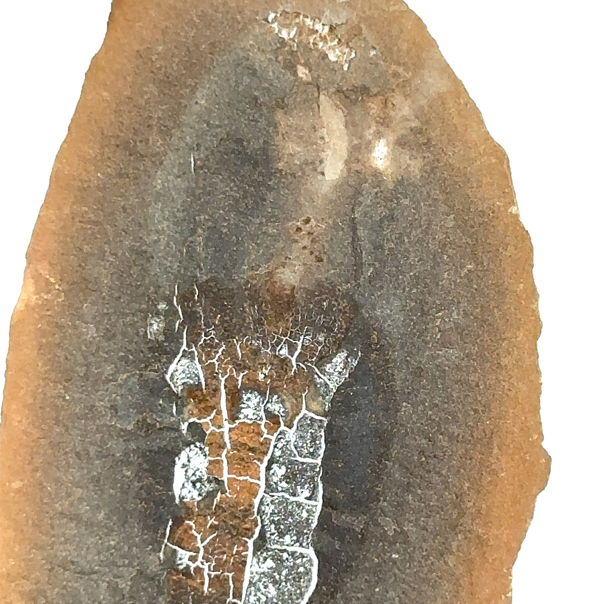 Sea Cucumber – top view