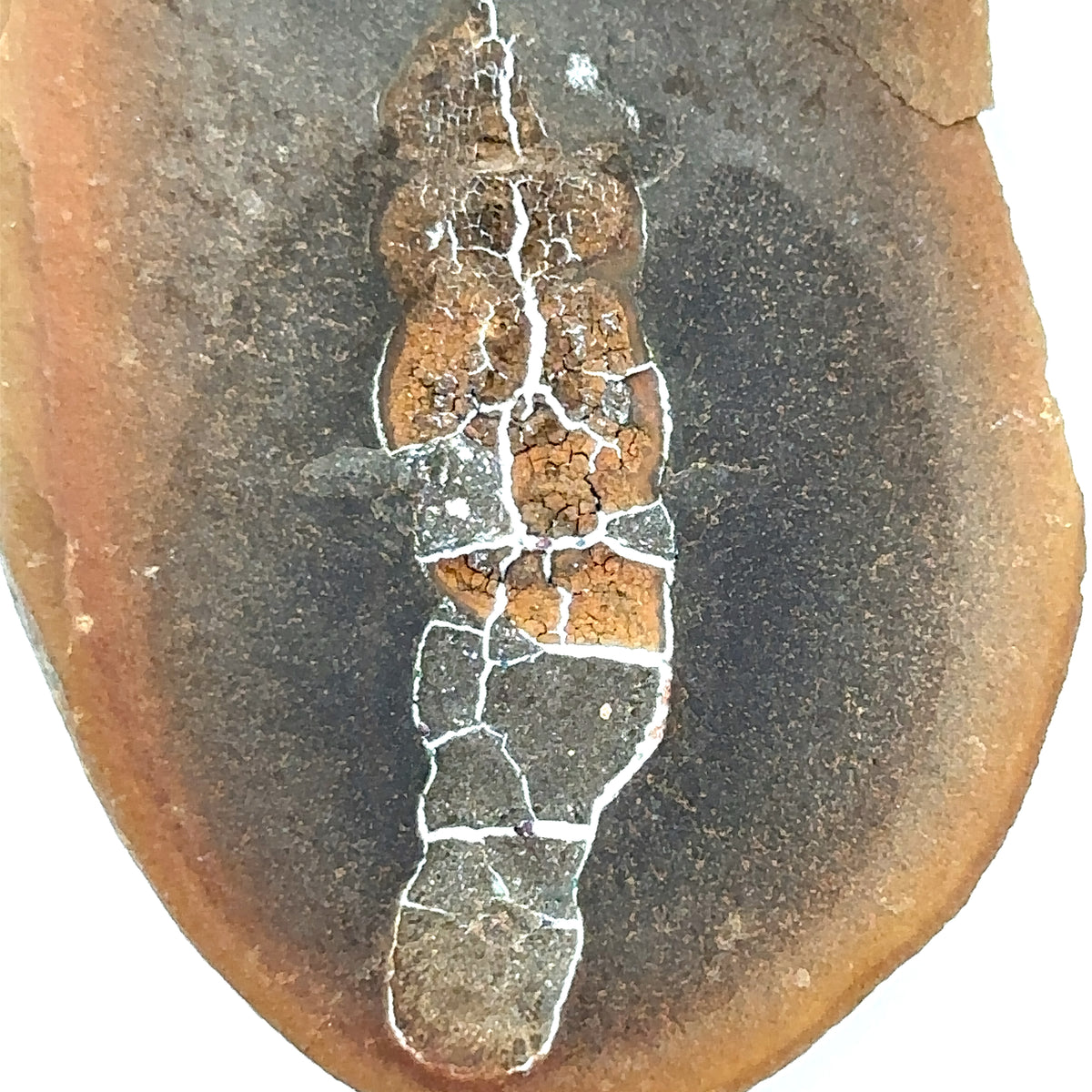 Sea Cucumber – bottom view