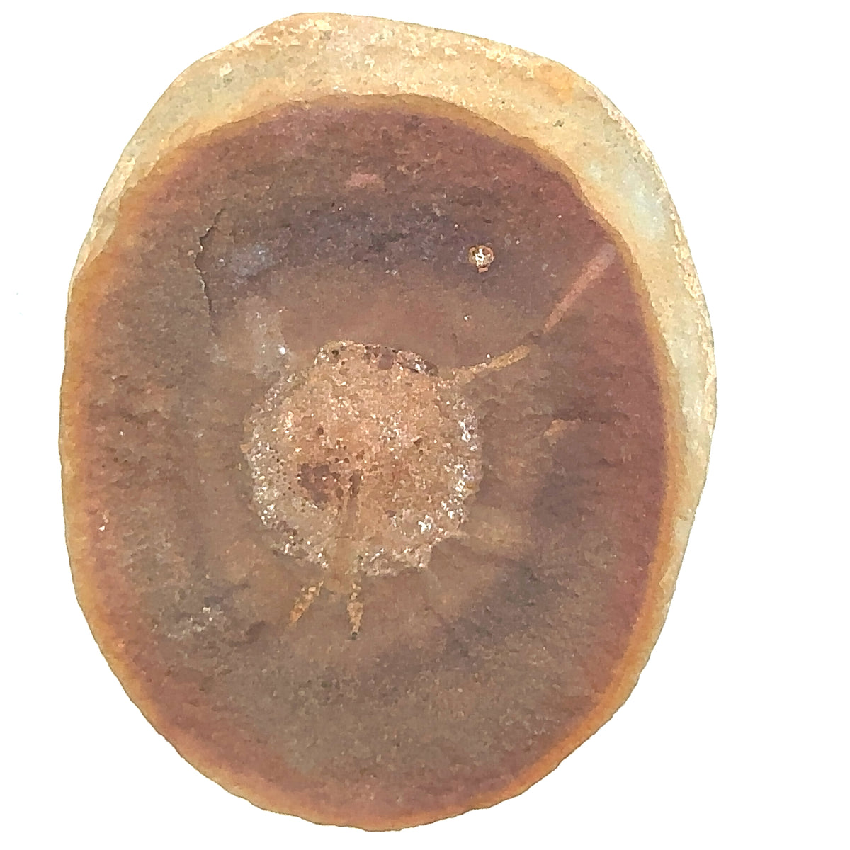 Cyclus americanus horseshoe crab fossil – detail view