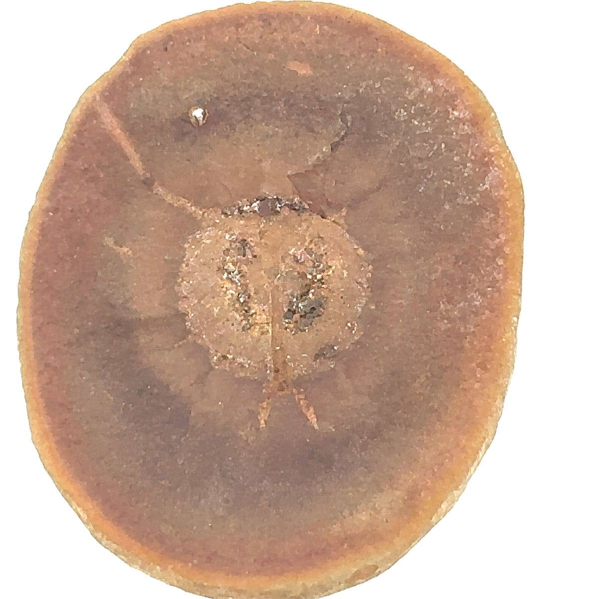 Cyclus americanus fossil – top view