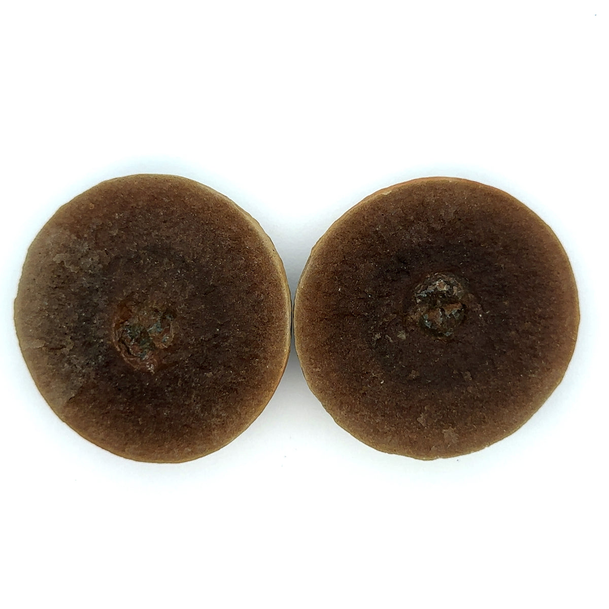 Horseshoe crab – main view